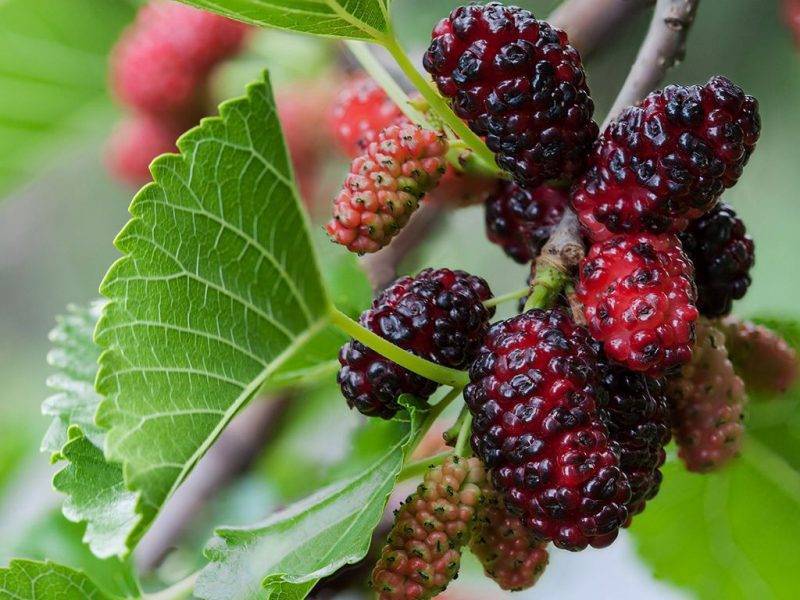 Шелковица купить саженцы из питомнике в Джанкое