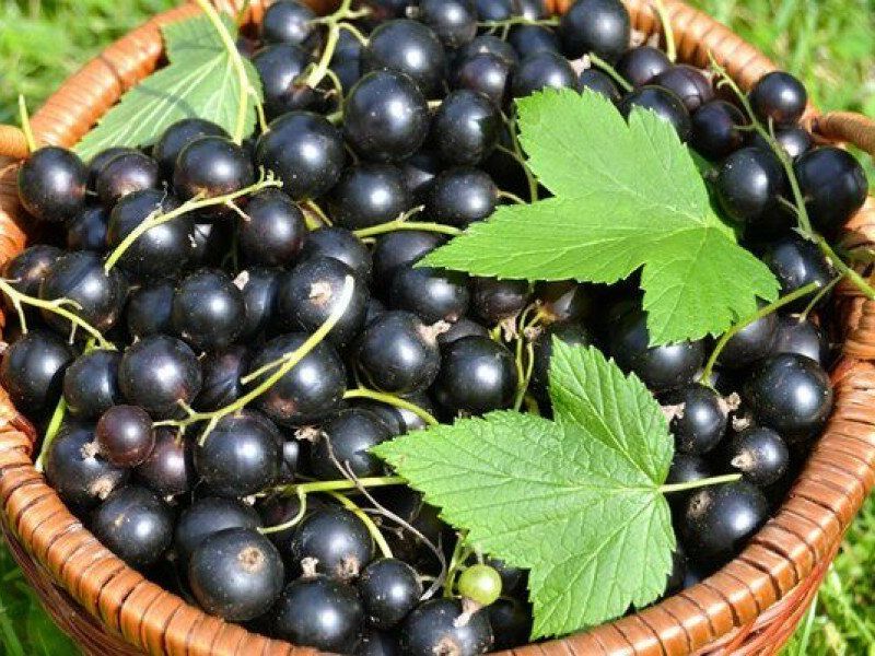 Смородина купить саженцы из питомника в Джанкое