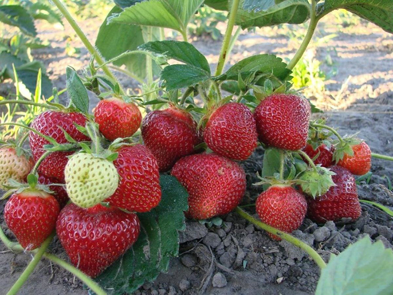 Клубника купить саженцы из питомника в Джанкое