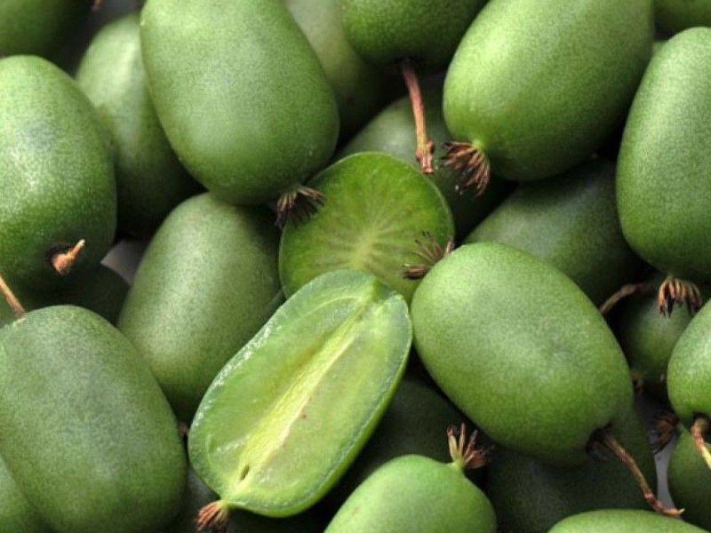 Актинидия купить саженцы из питомнике в Джанкое
