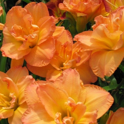 Лилейник "ФРАНСИС ДЖОЙНЕР"
