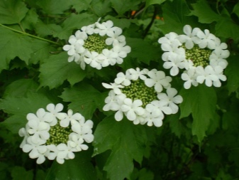 КАЛИНА обыкновенная