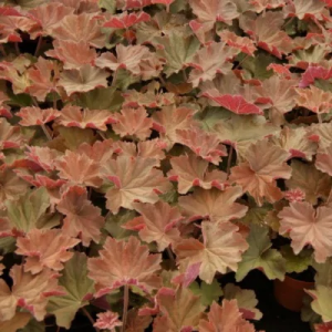 Гейхера Биг Топ Бронз