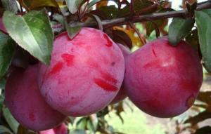 Слива "ГОЛЛИВУД"